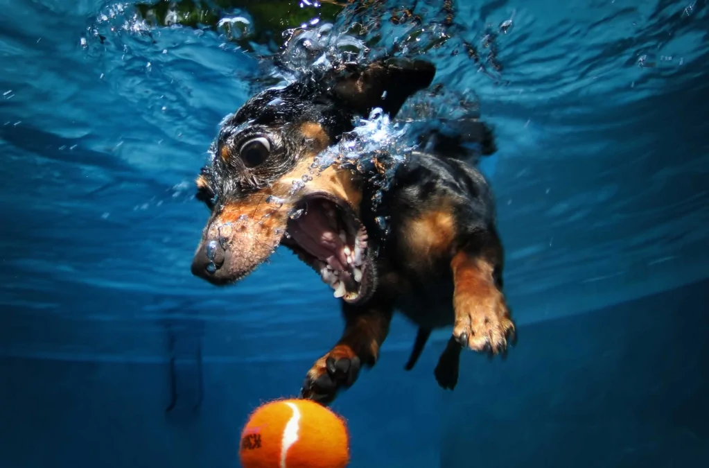 Funny-Underwater-Dog-Pictures-Caught-ball.jpg